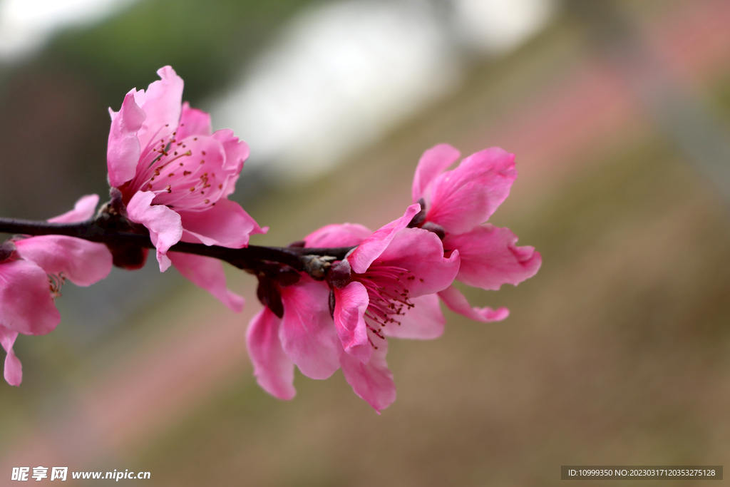 桃花