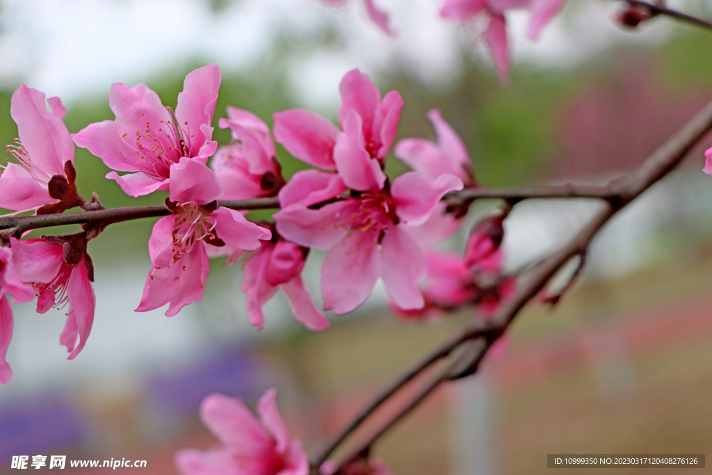 桃花