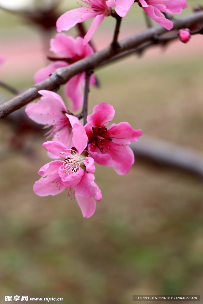 桃花