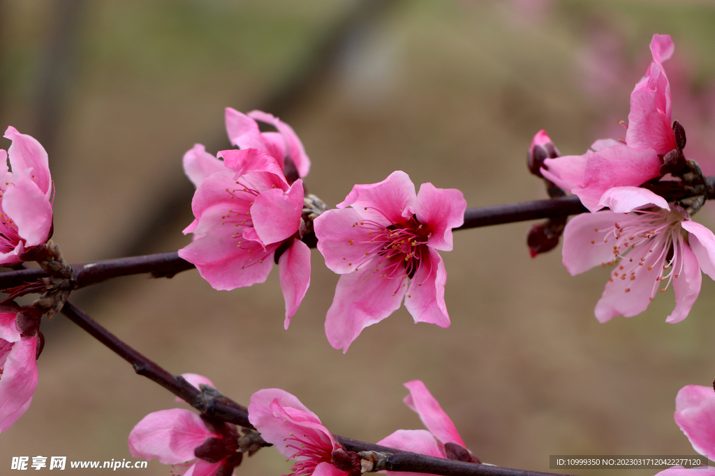 桃花