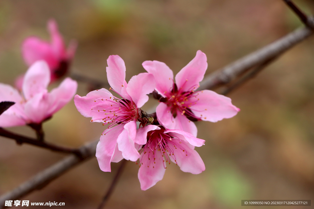 桃花