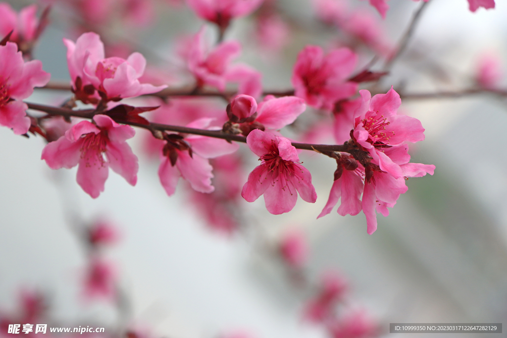 桃花