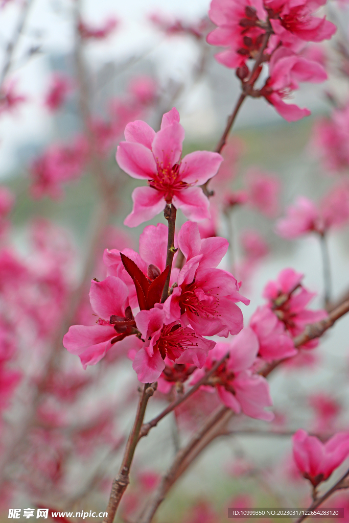 桃花