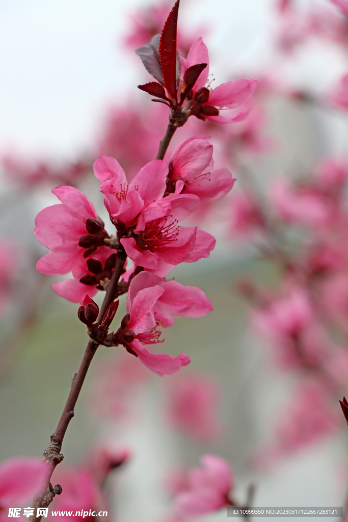 桃花