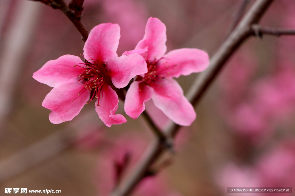 桃花