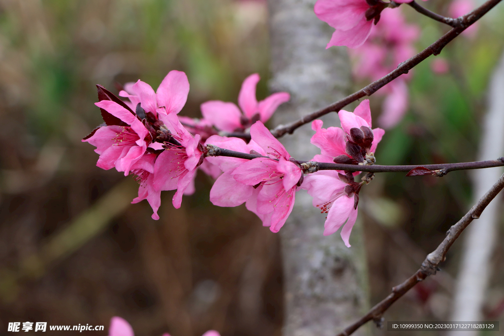 桃花