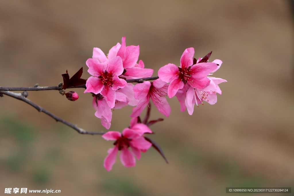 桃花