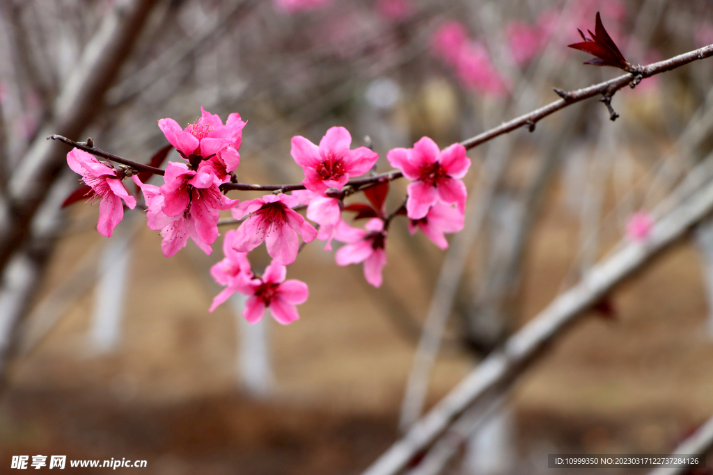 桃花