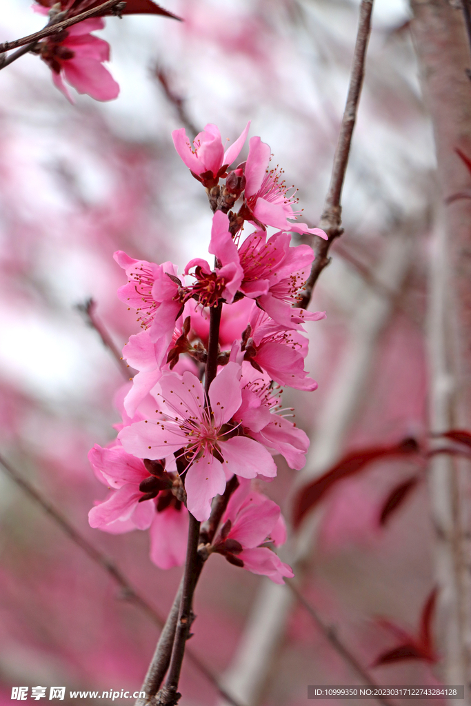 桃花
