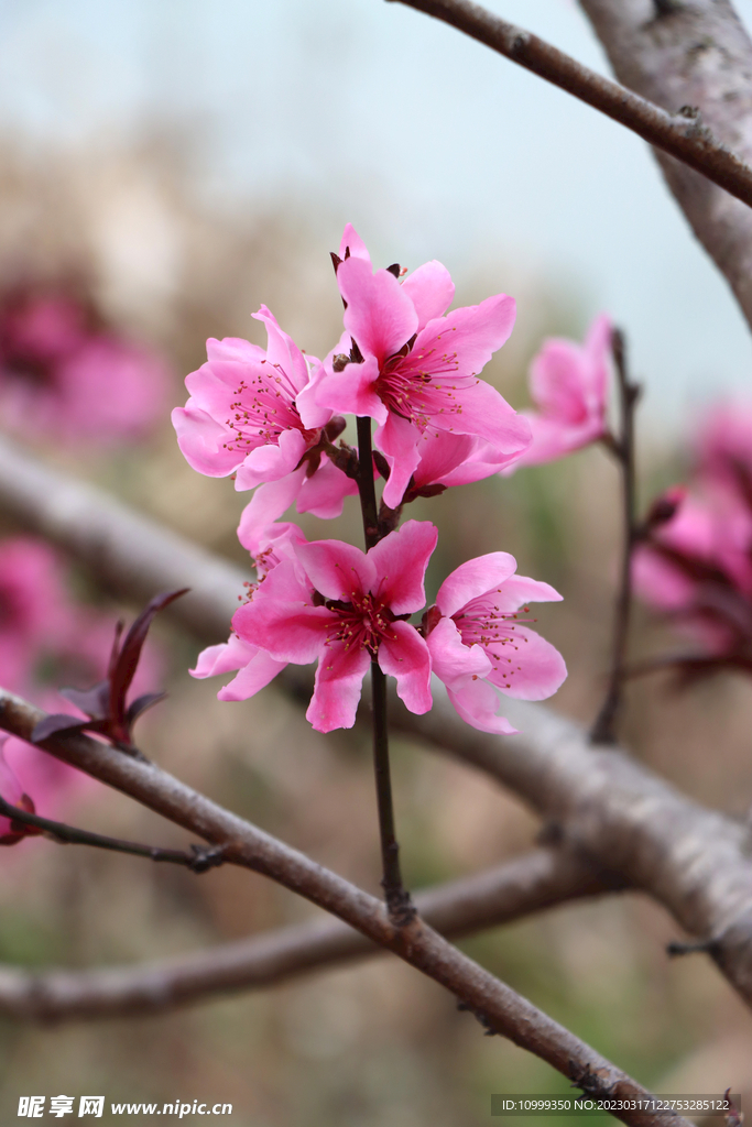 桃花