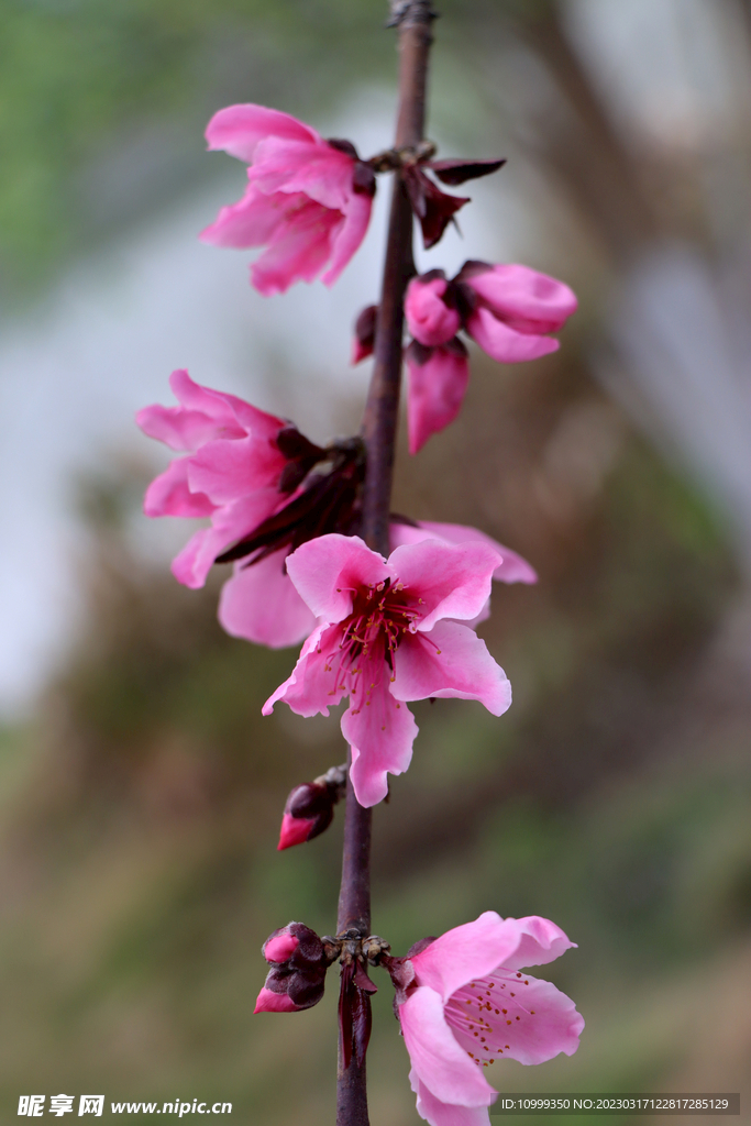 桃花