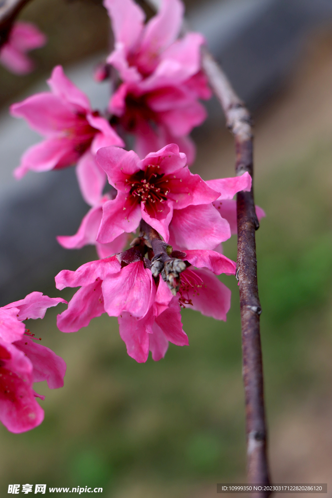 桃花