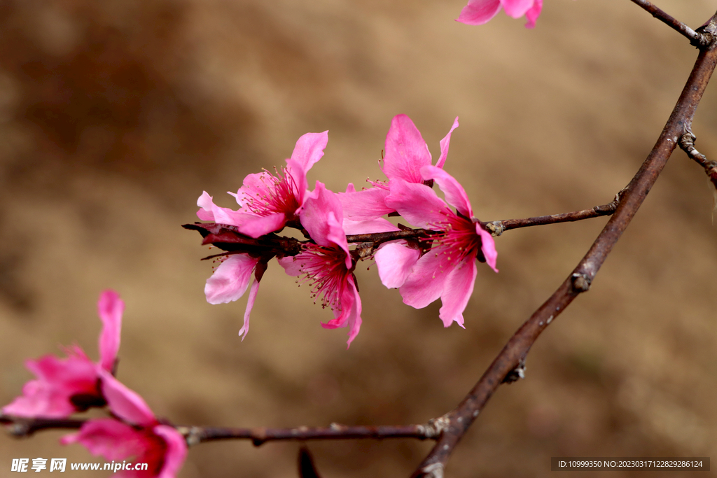 桃花