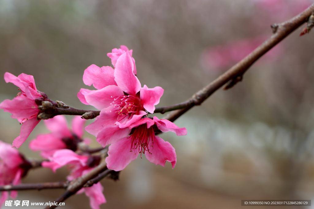 桃花