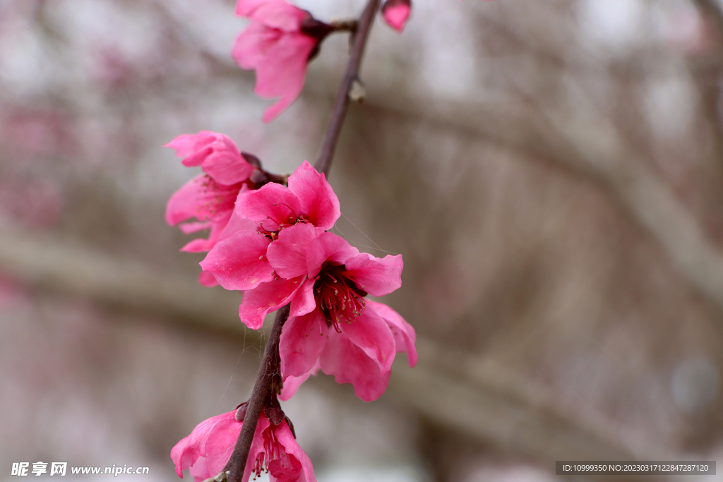 桃花