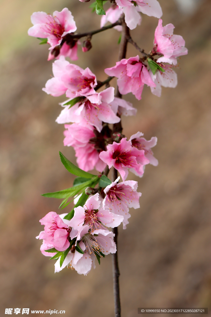 桃花