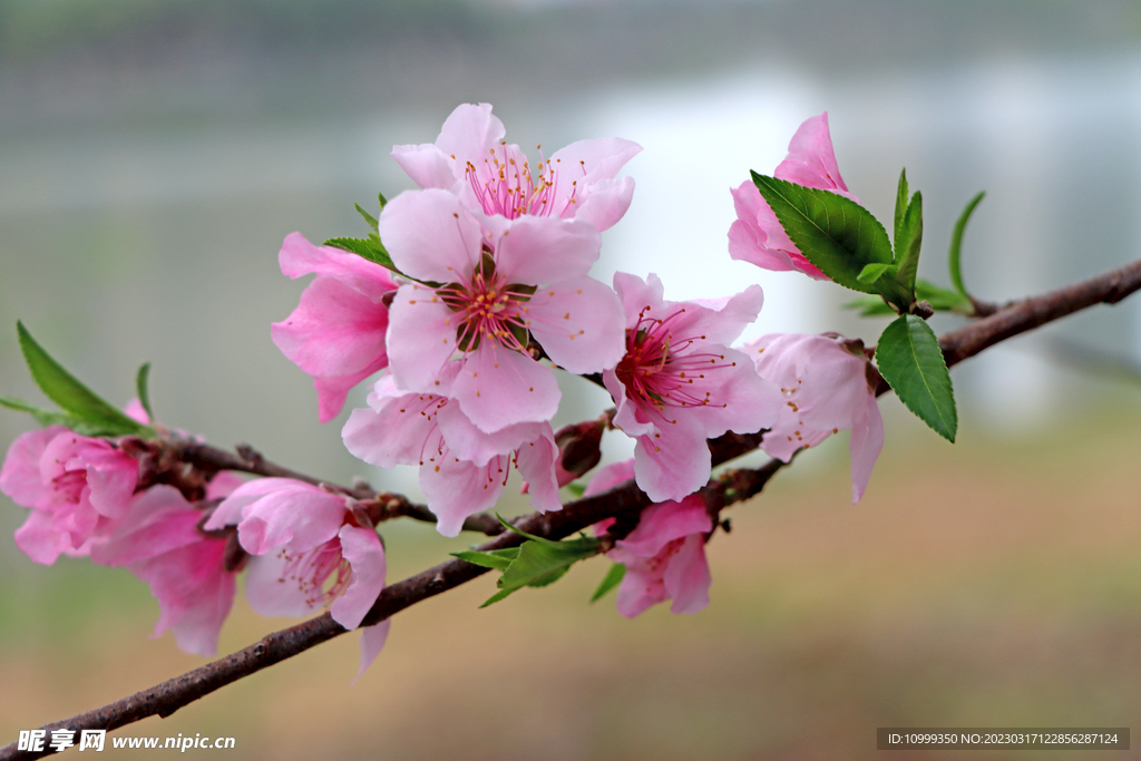 桃花