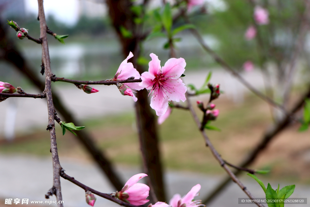 桃花