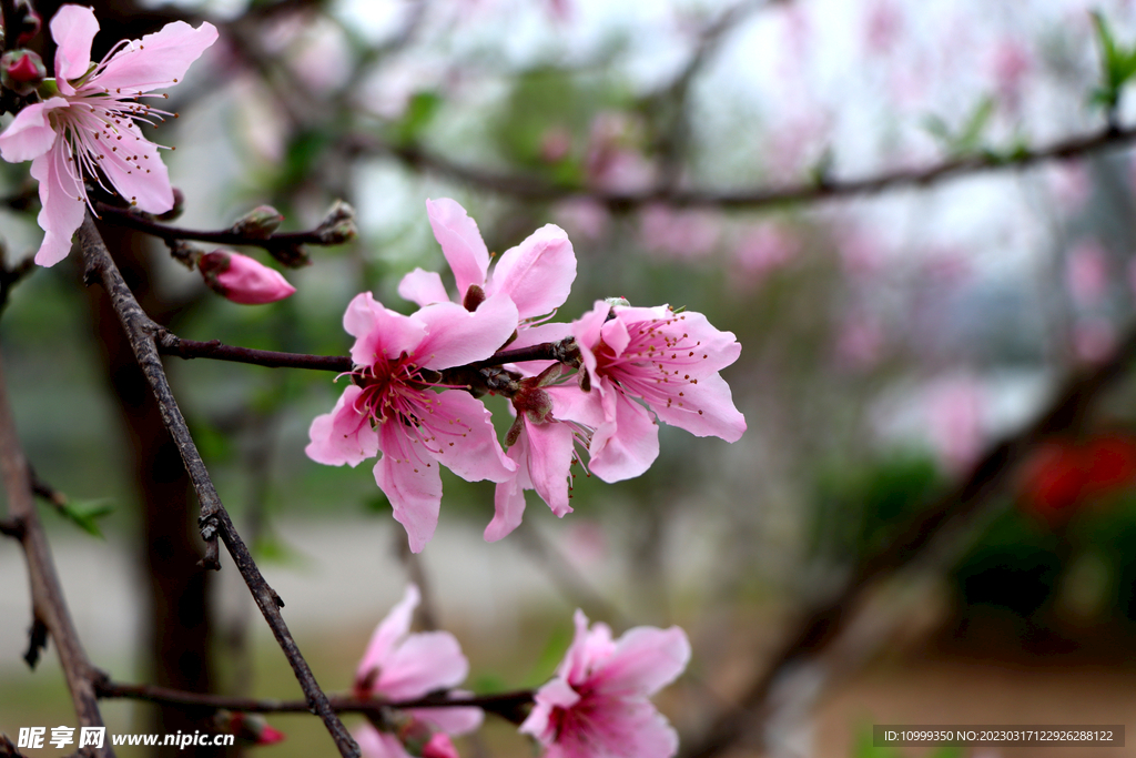 桃花