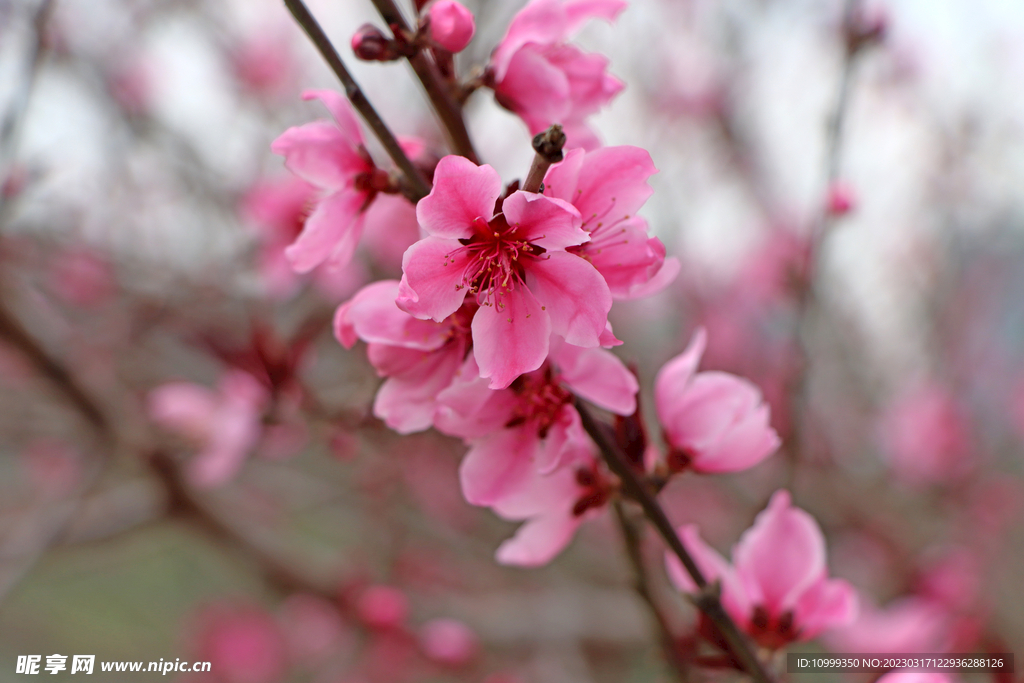 桃花