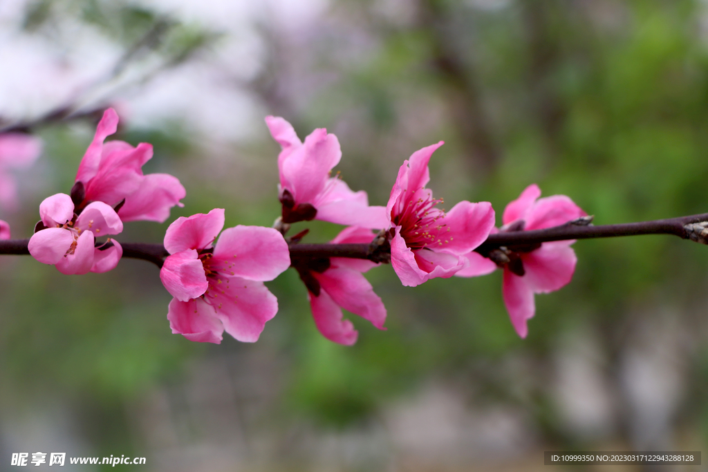 桃花