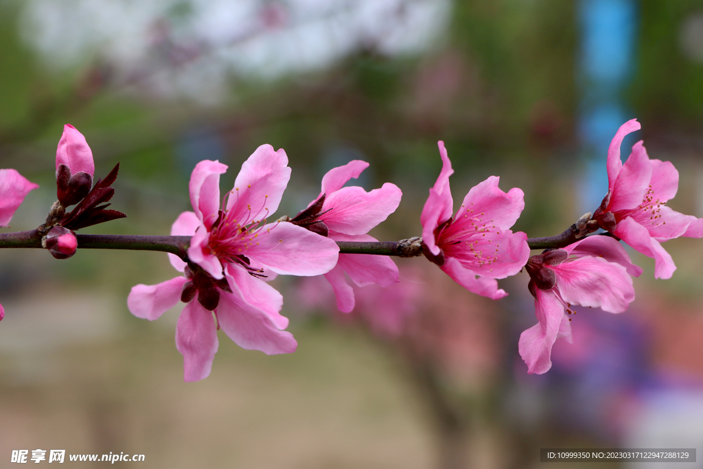 桃花
