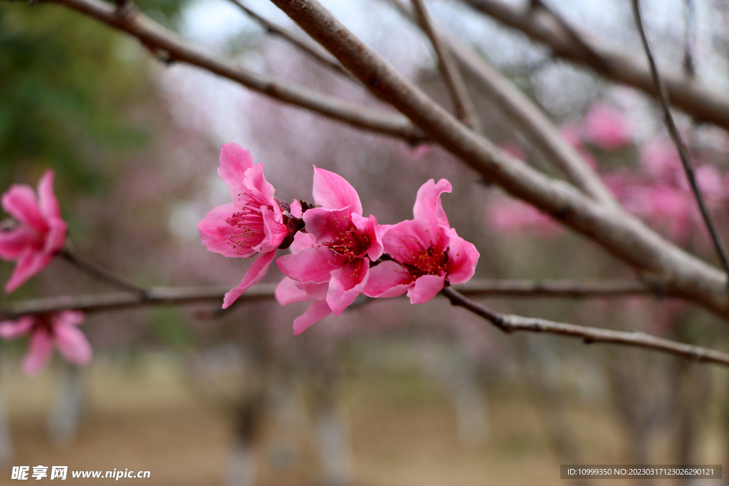 桃花