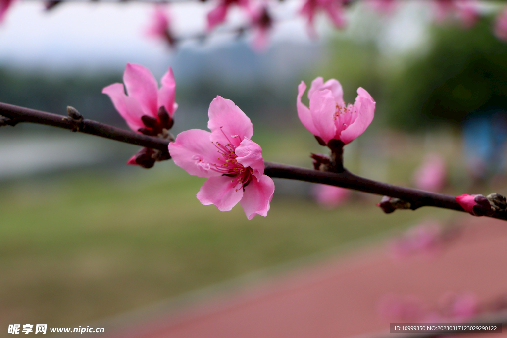桃花