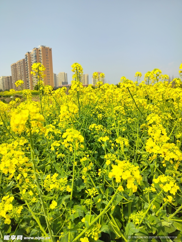 油菜花 黄色花 田野花开 自然