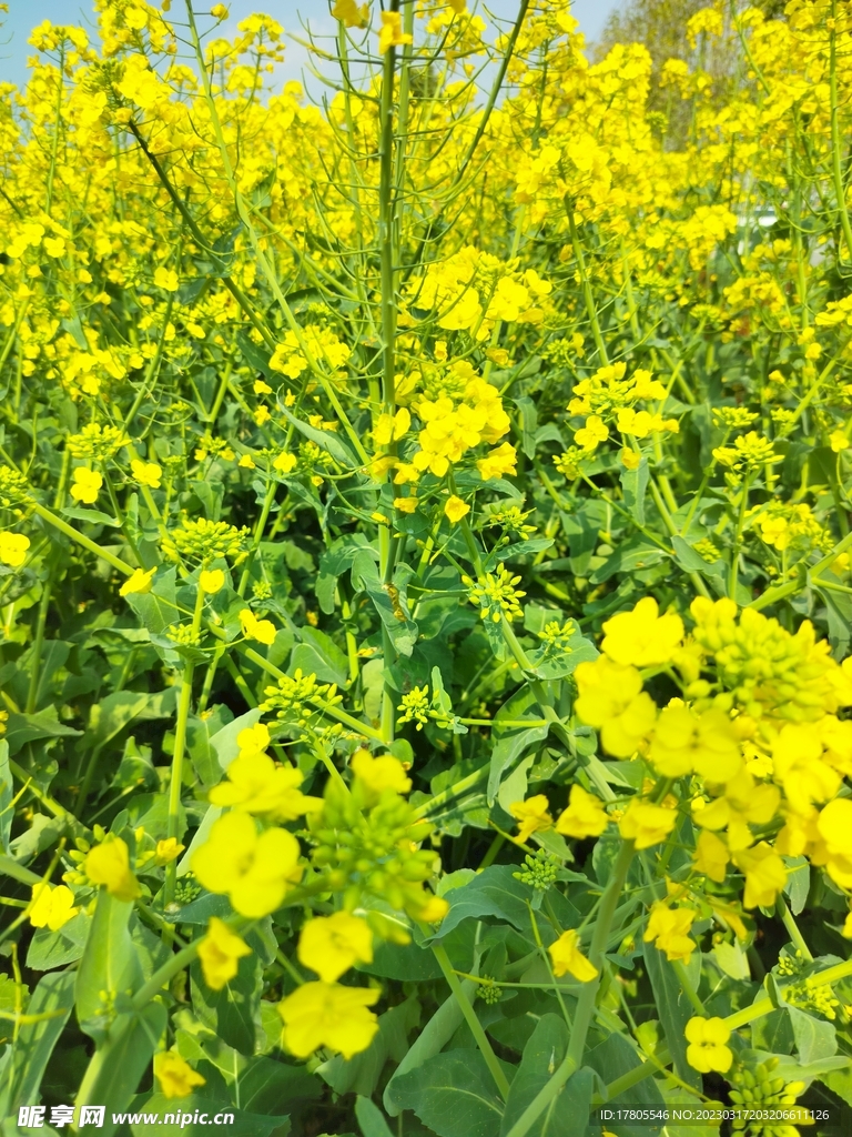 油菜花 黄色花 田野花开 自然