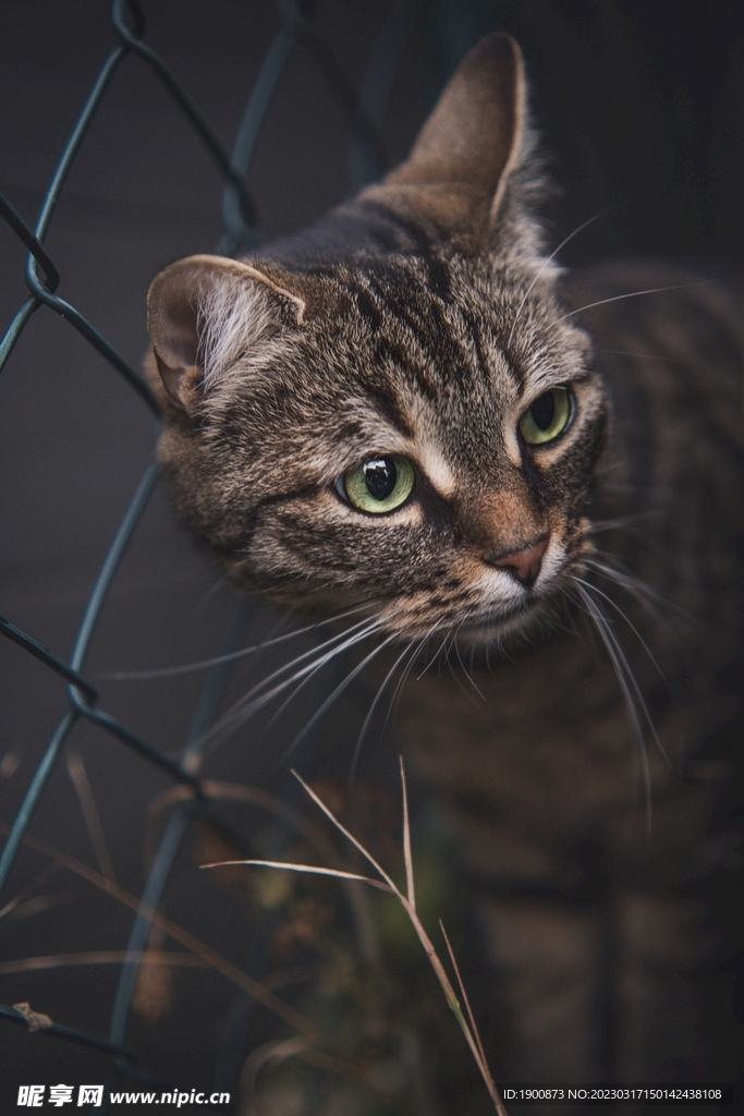 猫