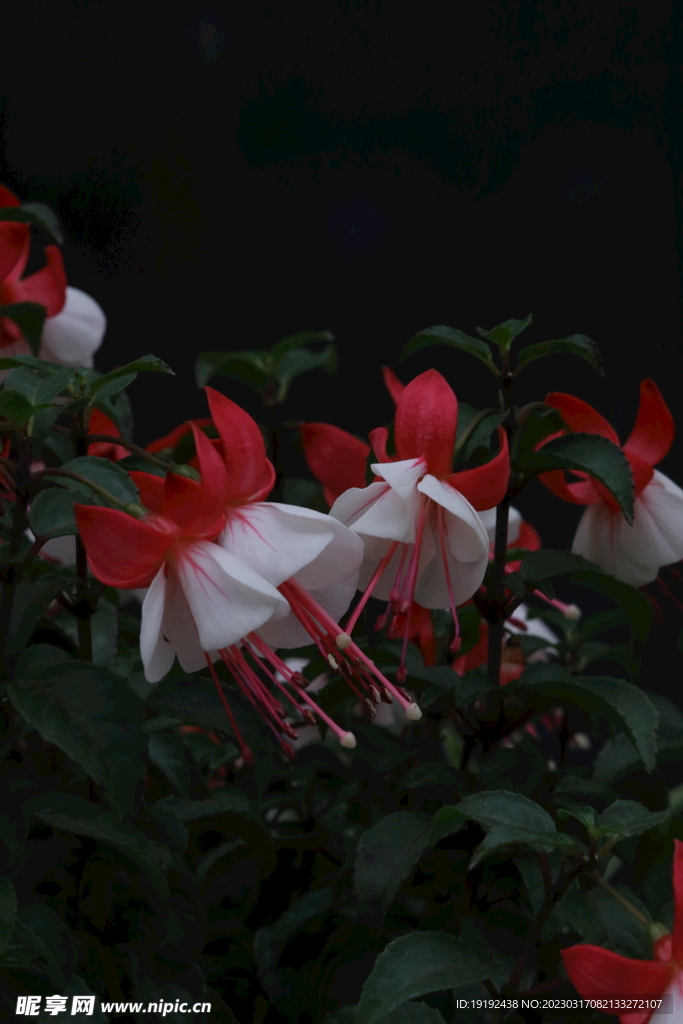 温室花草风景 