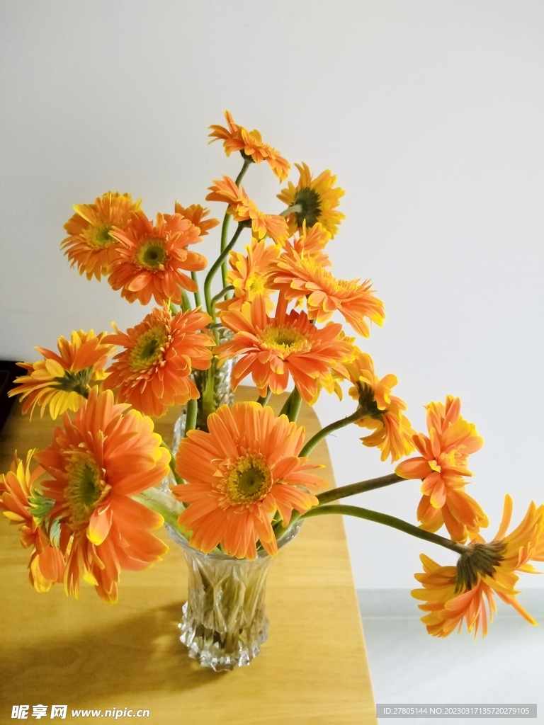 橙色菊花