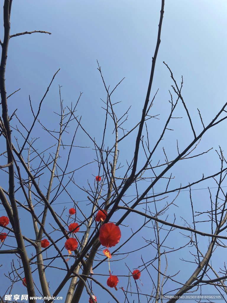 树与天空