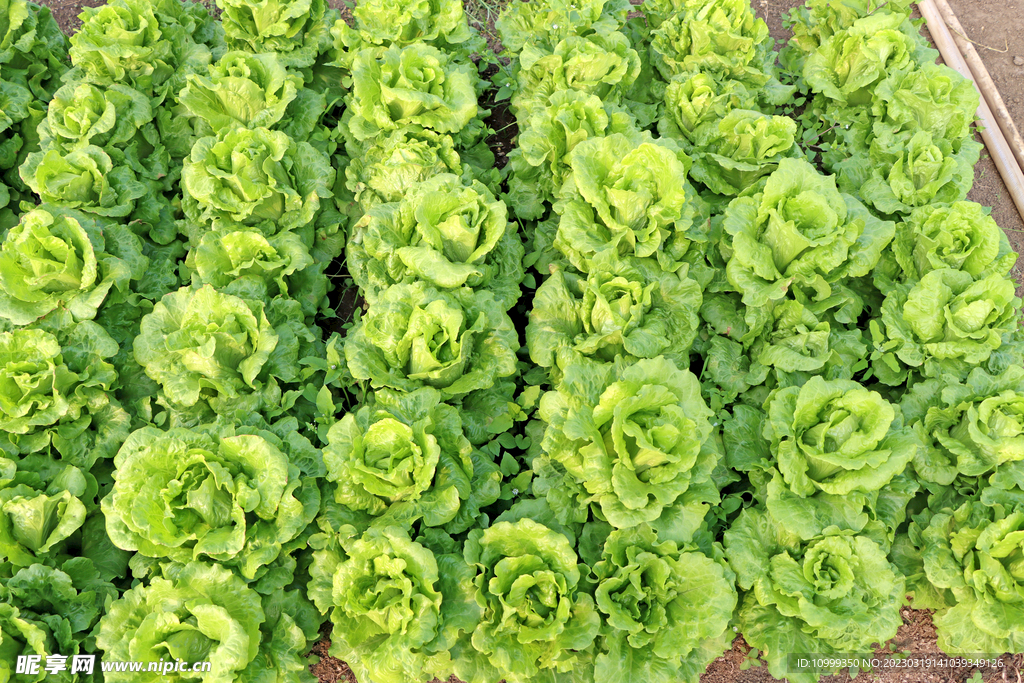 生菜种植