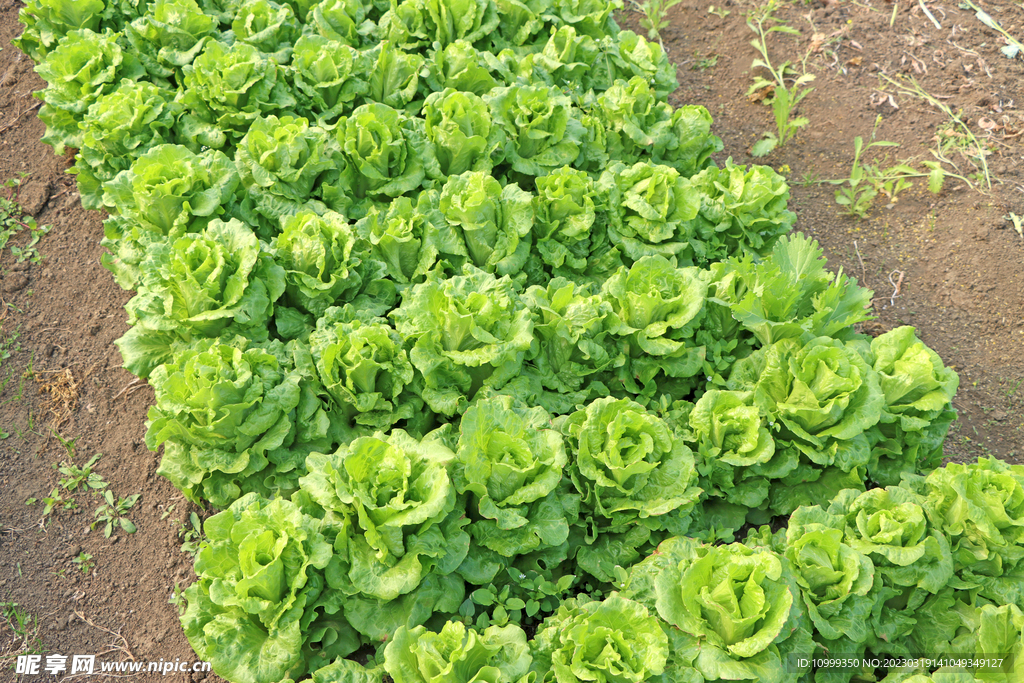 生菜种植