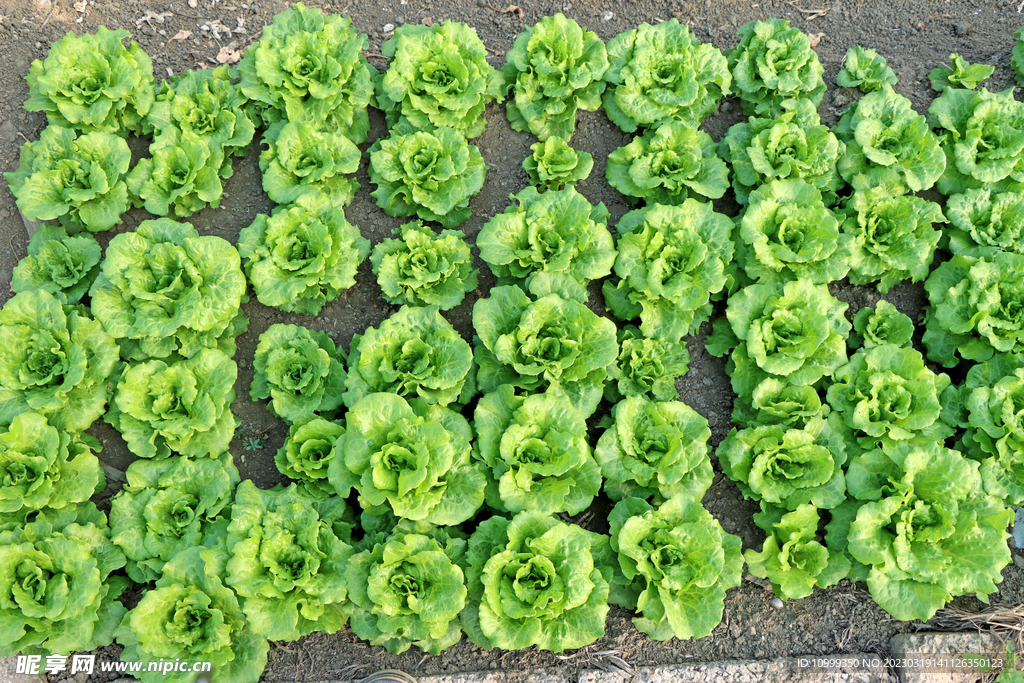 生菜种植