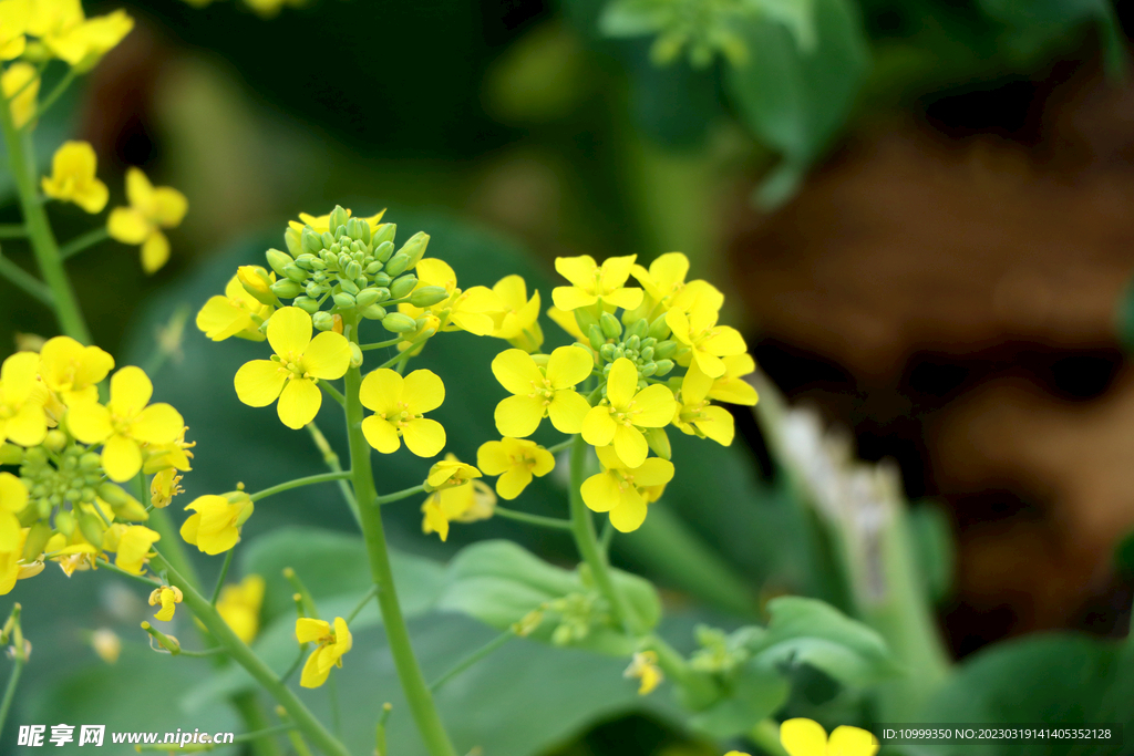 黄菜花