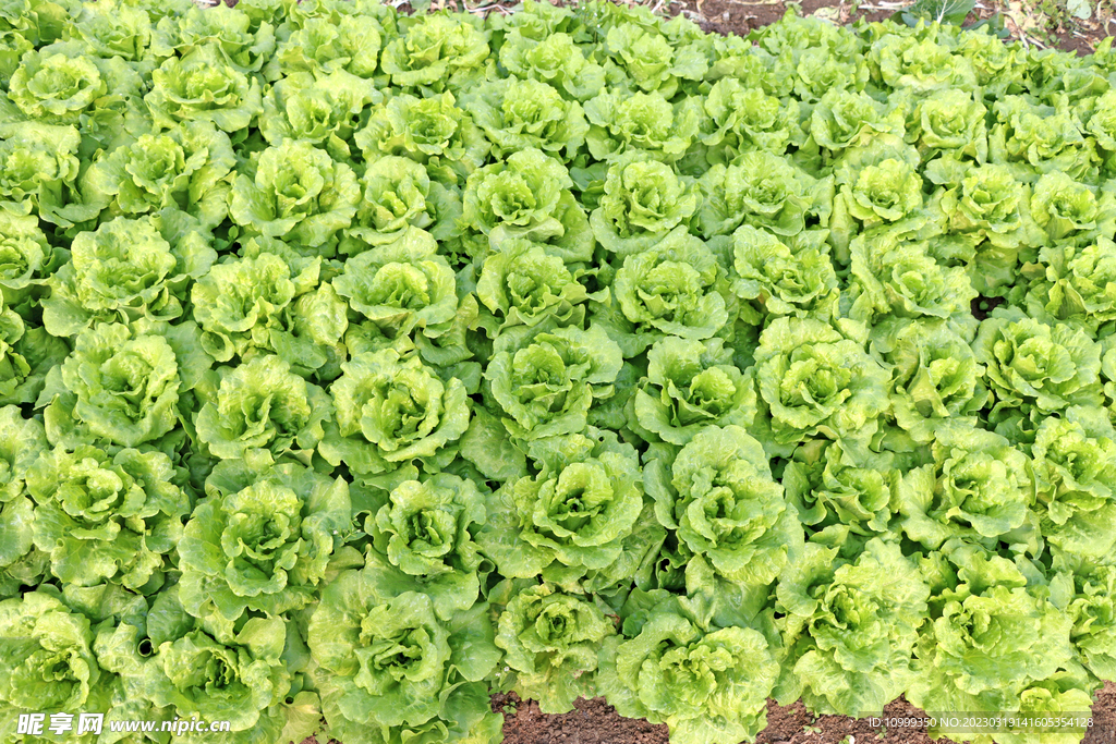 生菜种植