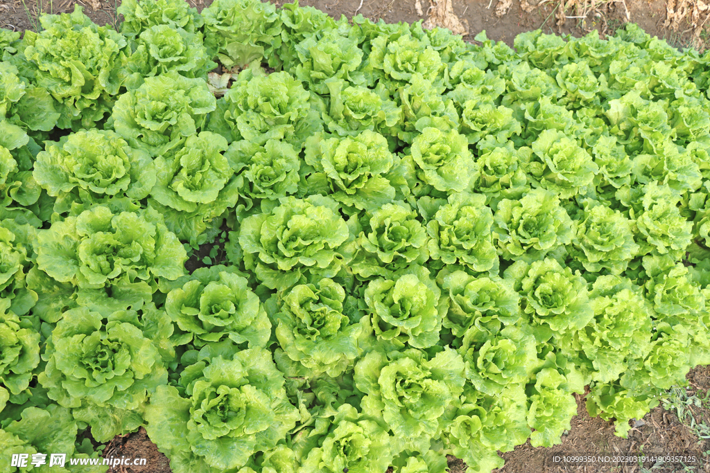 生菜种植
