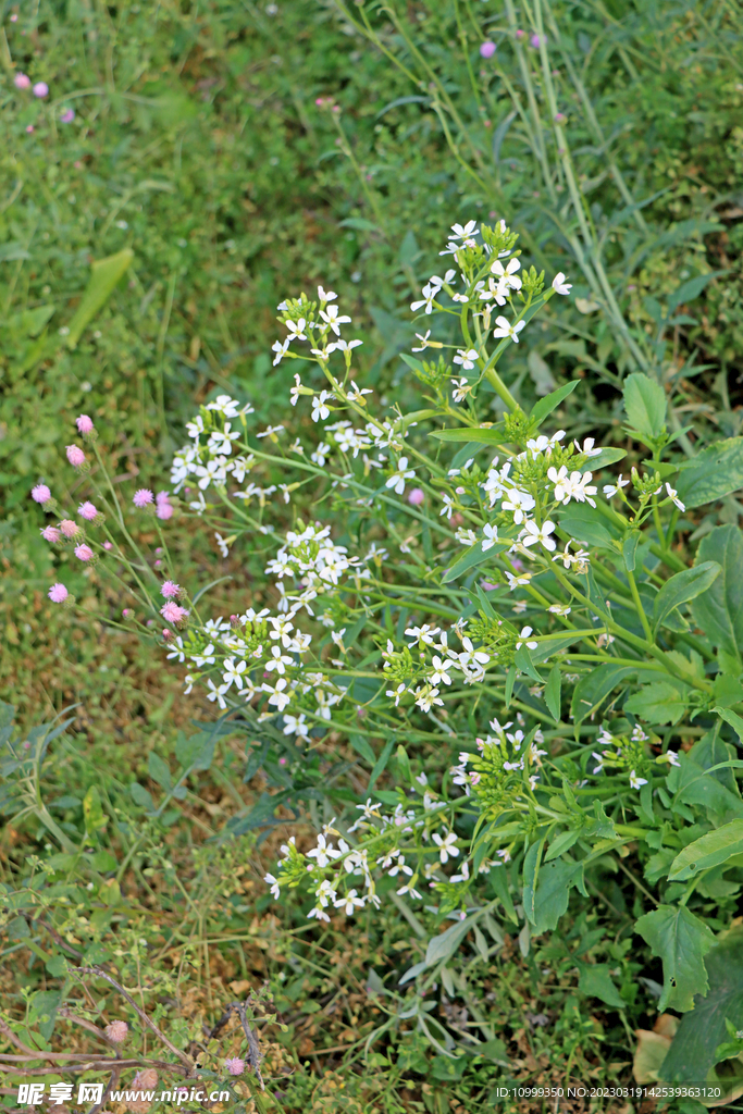 萝卜菜花