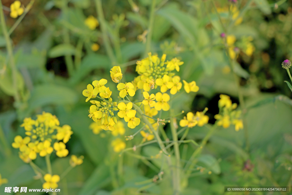 油菜花