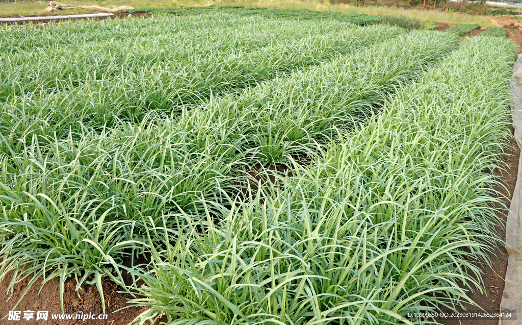 细叶苦麦菜