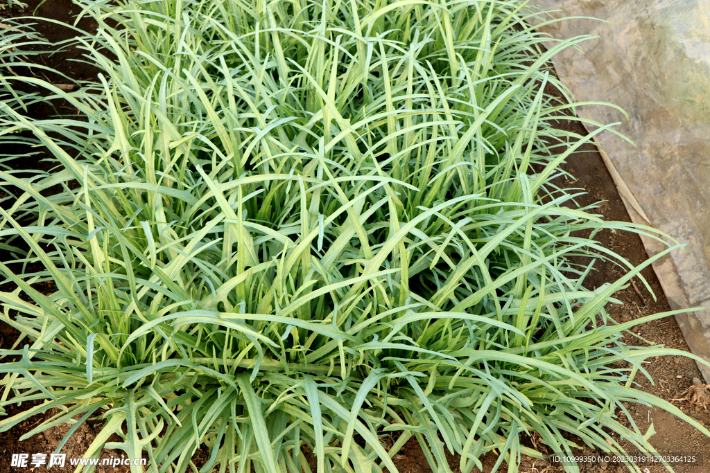 细叶苦麦菜