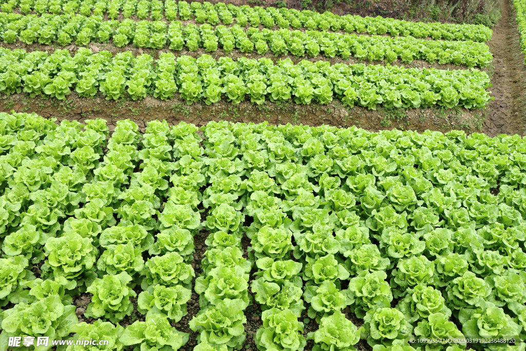 生菜种植