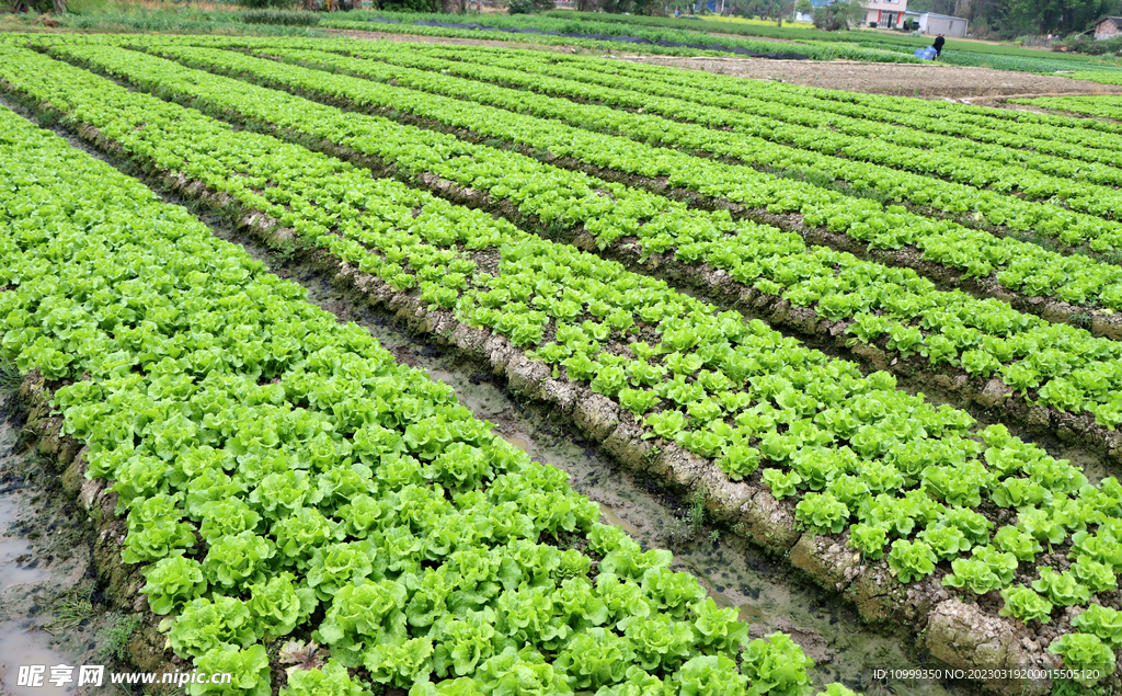 生菜种植