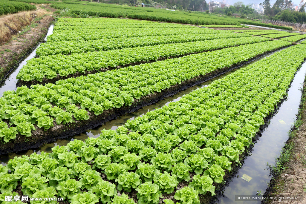 生菜种植