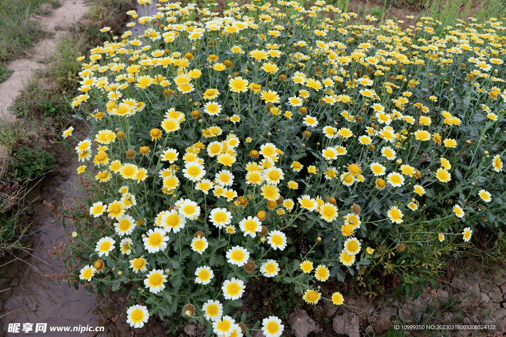 茼蒿花