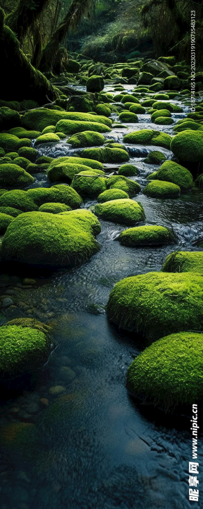 原始雨林