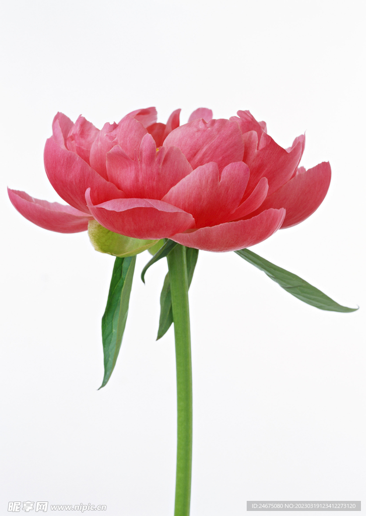 芍药